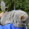 Кекс